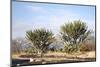 Giant Cactuses-Gumbao-Mounted Photographic Print