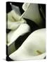 Giant Calla Lilies in Big Sur, California, USA-Jerry Ginsberg-Stretched Canvas