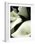 Giant Calla Lilies in Big Sur, California, USA-Jerry Ginsberg-Framed Photographic Print