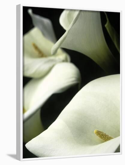 Giant Calla Lilies in Big Sur, California, USA-Jerry Ginsberg-Framed Photographic Print