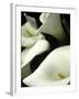 Giant Calla Lilies in Big Sur, California, USA-Jerry Ginsberg-Framed Photographic Print