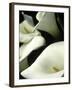Giant Calla Lilies in Big Sur, California, USA-Jerry Ginsberg-Framed Photographic Print