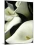 Giant Calla Lilies in Big Sur, California, USA-Jerry Ginsberg-Mounted Photographic Print