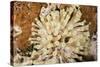 Giant Caribbean Sea Anemone-Michele Westmorland-Stretched Canvas