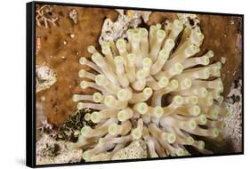 Giant Caribbean Sea Anemone-Michele Westmorland-Framed Stretched Canvas