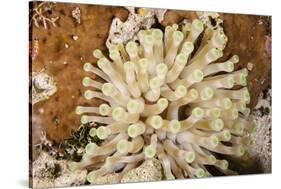 Giant Caribbean Sea Anemone-Michele Westmorland-Stretched Canvas