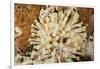 Giant Caribbean Sea Anemone-Michele Westmorland-Framed Photographic Print
