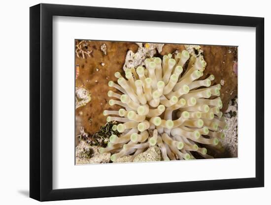 Giant Caribbean Sea Anemone-Michele Westmorland-Framed Photographic Print