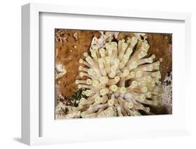 Giant Caribbean Sea Anemone-Michele Westmorland-Framed Photographic Print