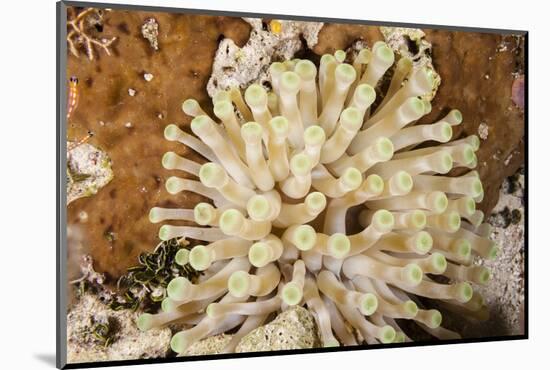 Giant Caribbean Sea Anemone-Michele Westmorland-Mounted Photographic Print