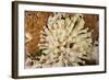 Giant Caribbean Sea Anemone-Michele Westmorland-Framed Photographic Print