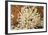 Giant Caribbean Sea Anemone-Michele Westmorland-Framed Photographic Print