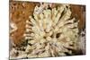 Giant Caribbean Sea Anemone-Michele Westmorland-Mounted Photographic Print