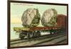 Giant Cauliflower on Flatbed-null-Framed Art Print