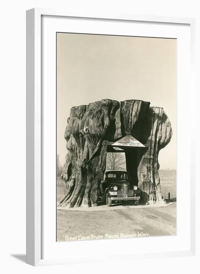 Giant Cedar Stump, Pacific Highway, Washington-null-Framed Art Print