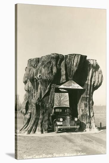 Giant Cedar Stump, Pacific Highway, Washington-null-Stretched Canvas