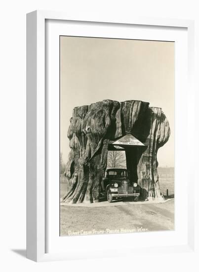 Giant Cedar Stump, Pacific Highway, Washington-null-Framed Art Print