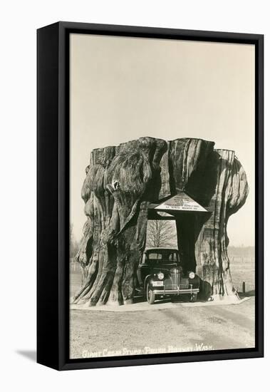 Giant Cedar Stump, Pacific Highway, Washington-null-Framed Stretched Canvas
