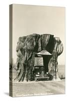 Giant Cedar Stump, Pacific Highway, Washington-null-Stretched Canvas