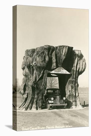 Giant Cedar Stump, Pacific Highway, Washington-null-Stretched Canvas