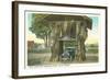 Giant Cedar Stump, Pacific Highway, Washington-null-Framed Art Print