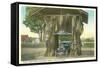 Giant Cedar Stump, Pacific Highway, Washington-null-Framed Stretched Canvas