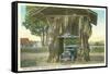 Giant Cedar Stump, Pacific Highway, Washington-null-Framed Stretched Canvas