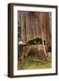 Giant Cedar Tree, Washington-null-Framed Art Print