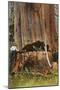 Giant Cedar Tree, Washington-null-Mounted Art Print