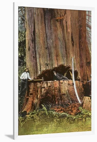 Giant Cedar Tree, Washington-null-Framed Art Print
