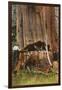 Giant Cedar Tree, Washington-null-Framed Art Print