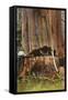 Giant Cedar Tree, Washington-null-Framed Stretched Canvas