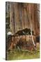 Giant Cedar Tree, Washington-null-Stretched Canvas