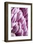 Giant Chrysanthemums-Richard T. Nowitz-Framed Photographic Print