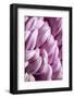 Giant Chrysanthemums-Richard T. Nowitz-Framed Photographic Print