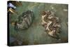 Giant Clam Farm-Reinhard Dirscherl-Stretched Canvas