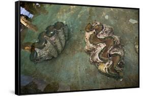 Giant Clam Farm-Reinhard Dirscherl-Framed Stretched Canvas