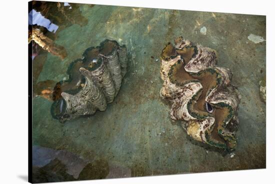 Giant Clam Farm-Reinhard Dirscherl-Stretched Canvas