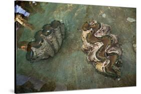 Giant Clam Farm-Reinhard Dirscherl-Stretched Canvas