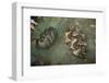 Giant Clam Farm-Reinhard Dirscherl-Framed Photographic Print