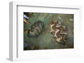 Giant Clam Farm-Reinhard Dirscherl-Framed Photographic Print