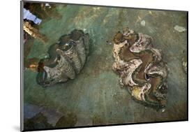 Giant Clam Farm-Reinhard Dirscherl-Mounted Photographic Print