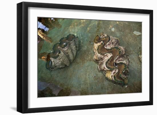 Giant Clam Farm-Reinhard Dirscherl-Framed Photographic Print