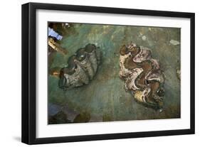 Giant Clam Farm-Reinhard Dirscherl-Framed Photographic Print