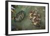 Giant Clam Farm-Reinhard Dirscherl-Framed Photographic Print