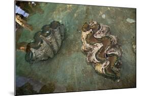 Giant Clam Farm-Reinhard Dirscherl-Mounted Photographic Print