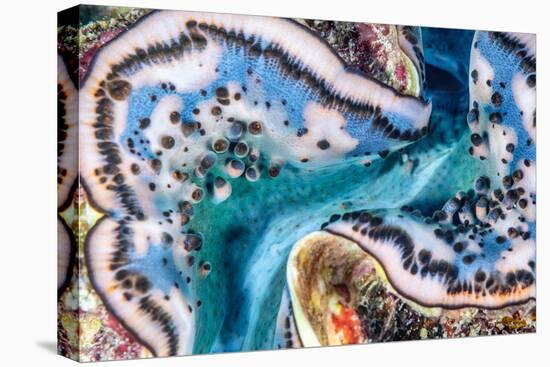 Giant clam mantle detail, Red Sea, Egypt.-Lewis Jefferies-Stretched Canvas