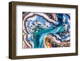 Giant clam mantle detail, Red Sea, Egypt.-Lewis Jefferies-Framed Photographic Print