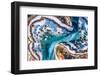 Giant clam mantle detail, Red Sea, Egypt.-Lewis Jefferies-Framed Photographic Print