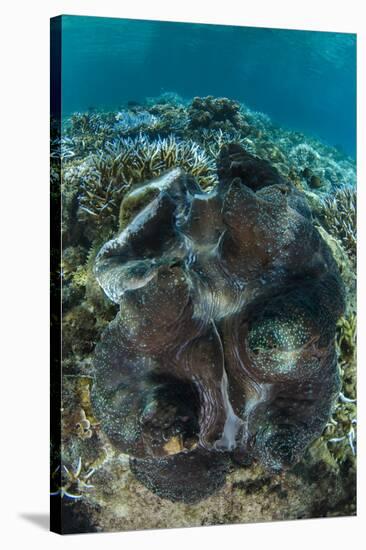 Giant Clam (Tridacna Gigas) Fiji. Open Showing Mantle-Pete Oxford-Stretched Canvas